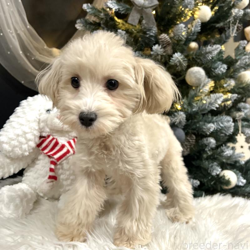 販売中の栃木県のマルプー:マルチーズ×トイプードル-416355の3枚目