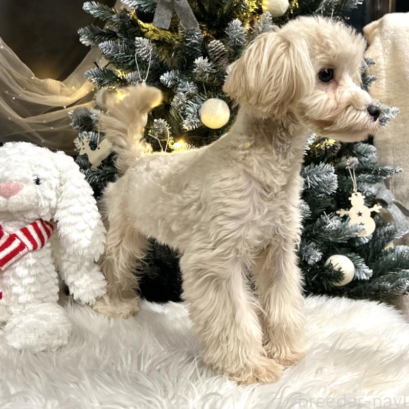 販売中の栃木県のマルプー:マルチーズ×トイプードル-416355の2枚目