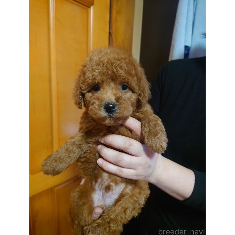 販売中の栃木県のトイプードル-433913の3枚目
