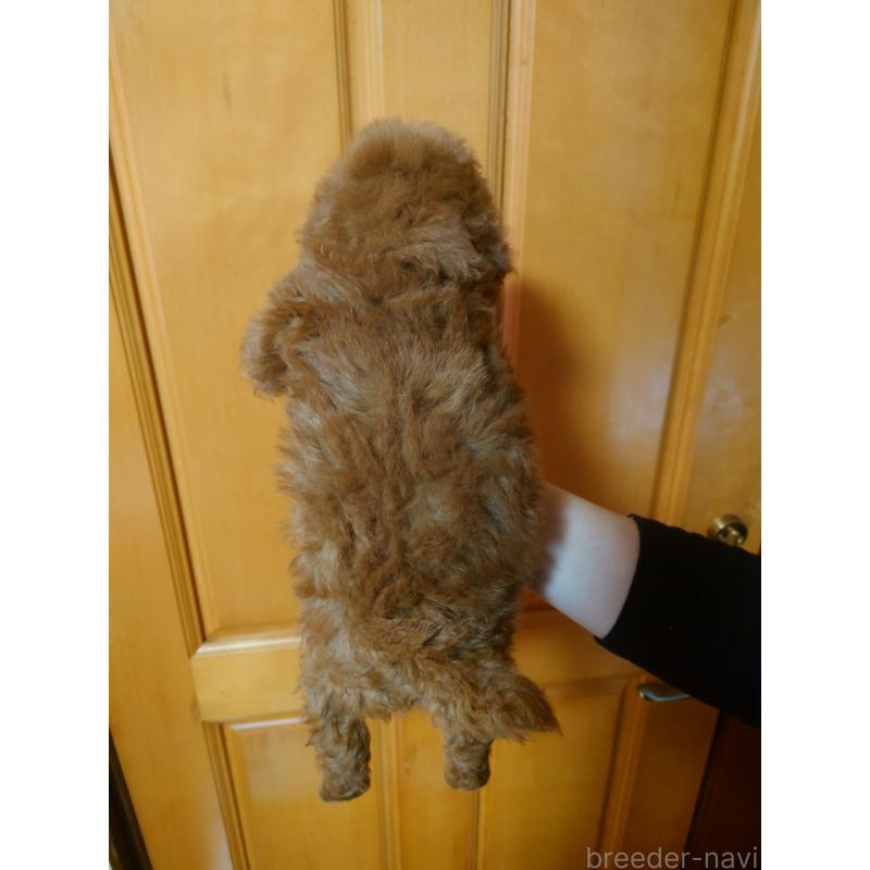 販売中の栃木県のトイプードル-433913の2枚目