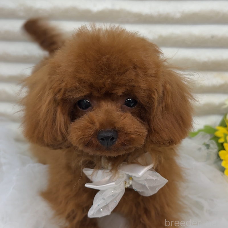 ルビィちゃんちゃん1枚目