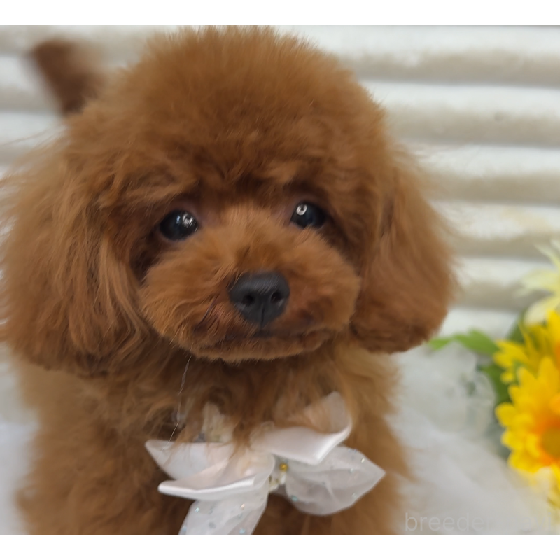 ルビィちゃんちゃん1枚目