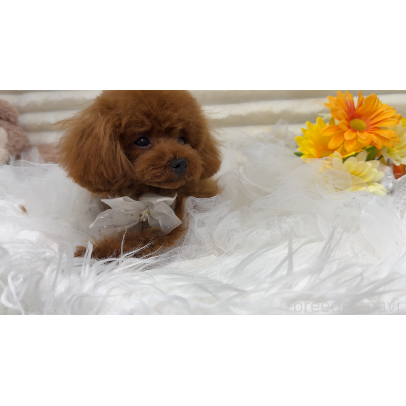 ルビィちゃんちゃん1枚目