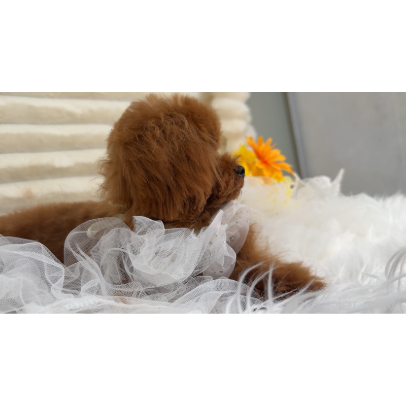 ルビィちゃんちゃん1枚目