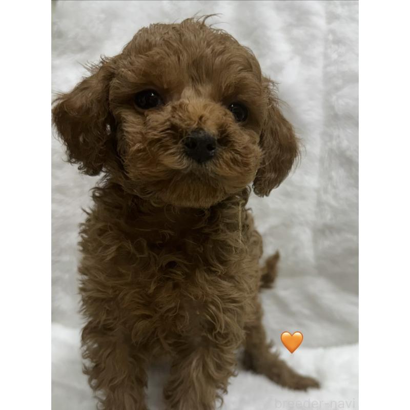 販売中の愛知県のトイプードル-429423の8枚目