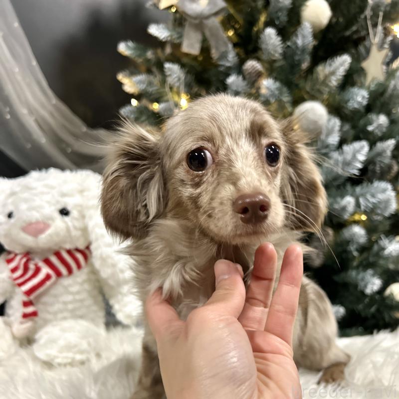 販売中の栃木県のチワックス:チワワ×ミニチュアダックスフンド-415728の5枚目