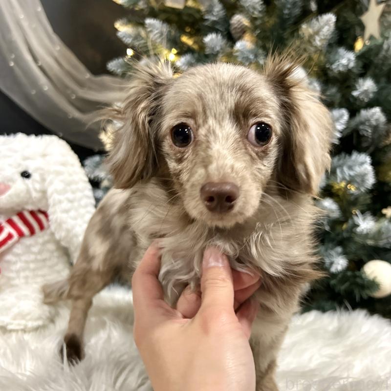 販売中の栃木県のチワックス:チワワ×ミニチュアダックスフンド-415728