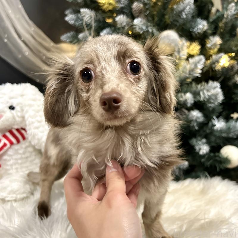 販売中の栃木県のチワックス:チワワ×ミニチュアダックスフンド-415728の3枚目