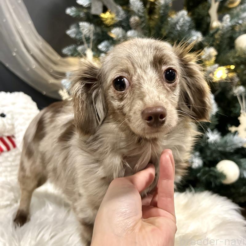 販売中の栃木県のチワックス:チワワ×ミニチュアダックスフンド-415728の2枚目