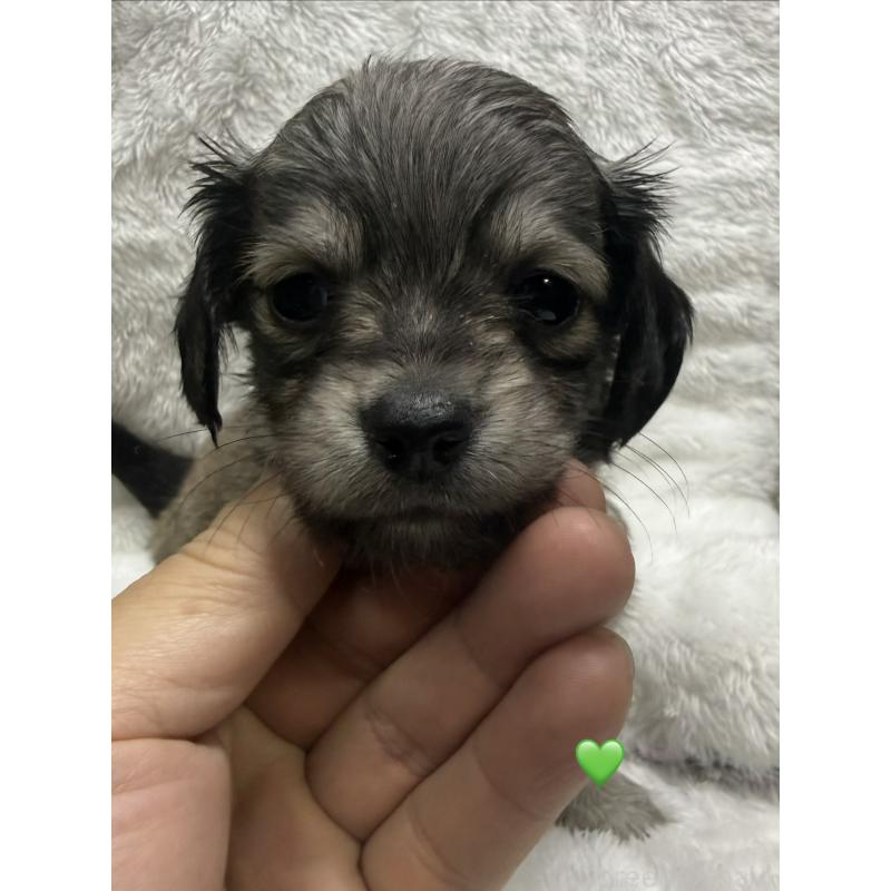 販売中の愛知県のチワックス:チワワ×ミニチュアダックスフンド-430979の11枚目