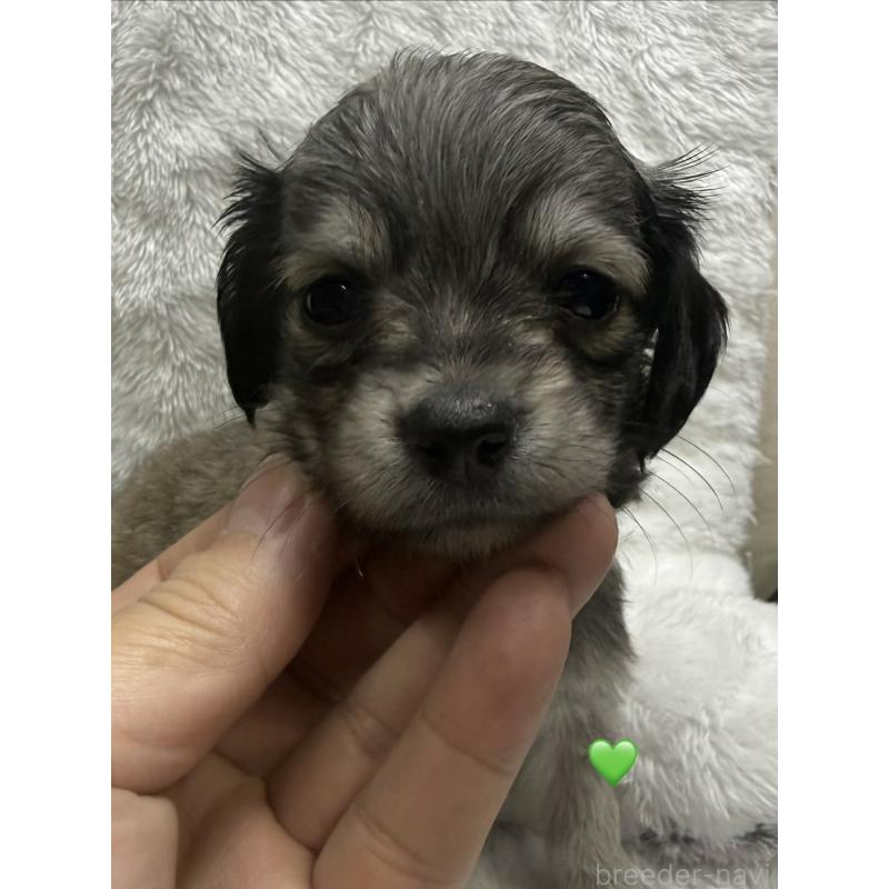 販売中の愛知県のチワックス:チワワ×ミニチュアダックスフンド-430979