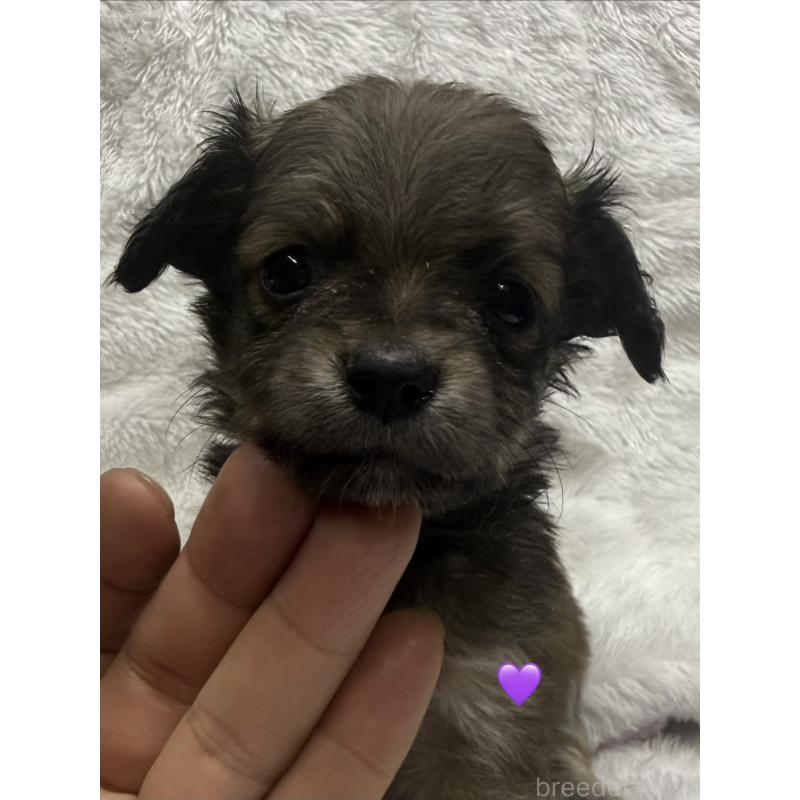 販売中の愛知県のチワックス:チワワ×ミニチュアダックスフンド-430983