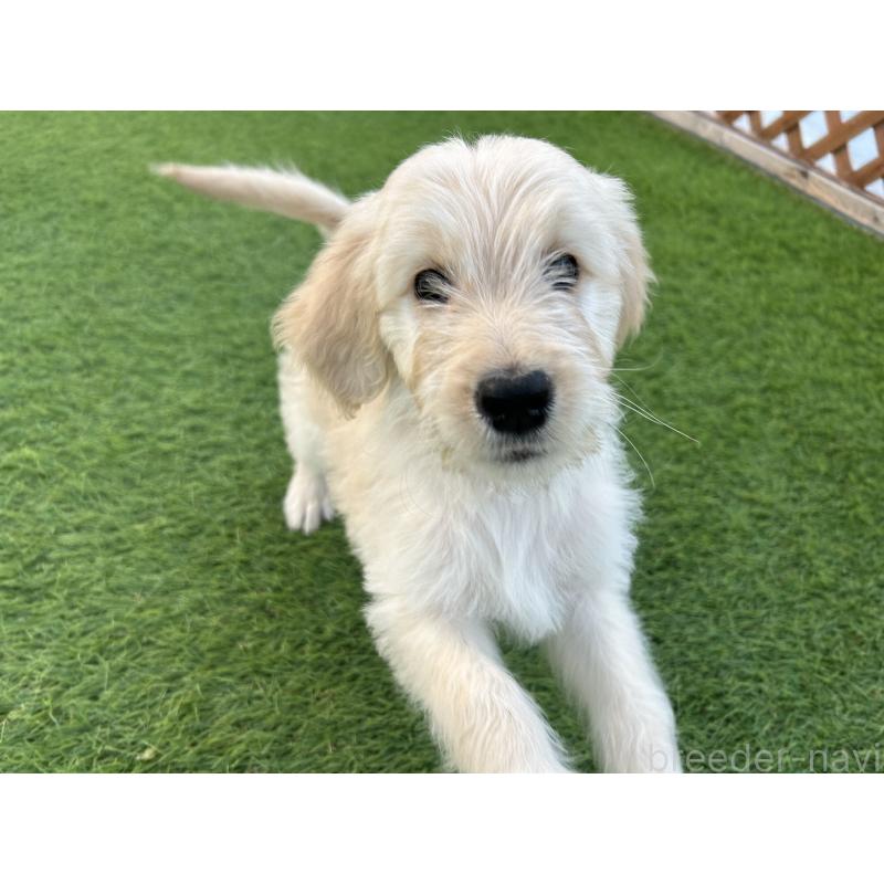 販売中の岡山県のゴールデンドゥードル:ゴールデンレトリーバー×プードル-433917の3枚目