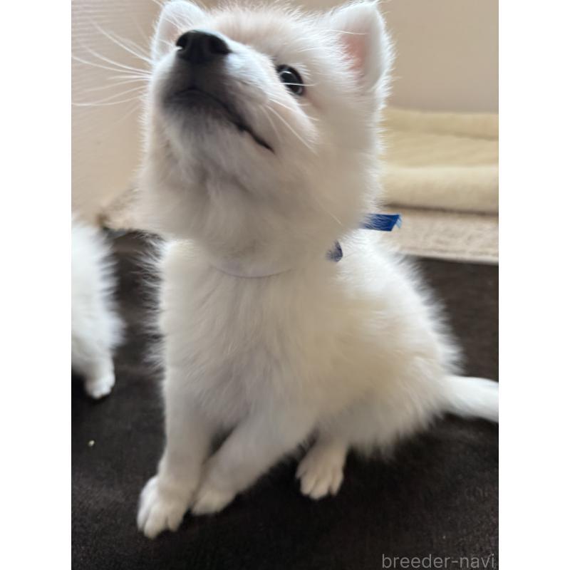 成約済の静岡県の日本スピッツ-431241の5枚目