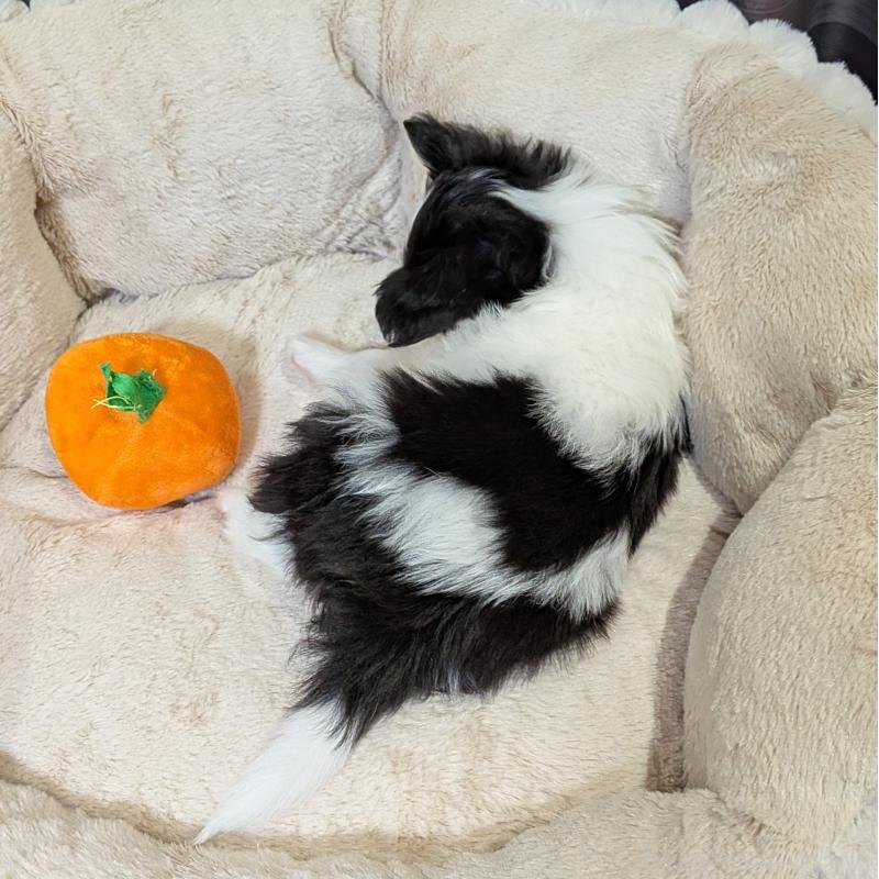 販売中の埼玉県のパピヨン-426006の7枚目