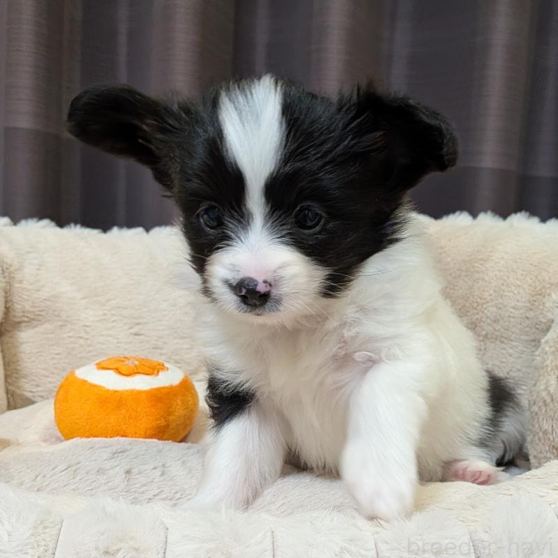 販売中の埼玉県のパピヨン-426006の6枚目