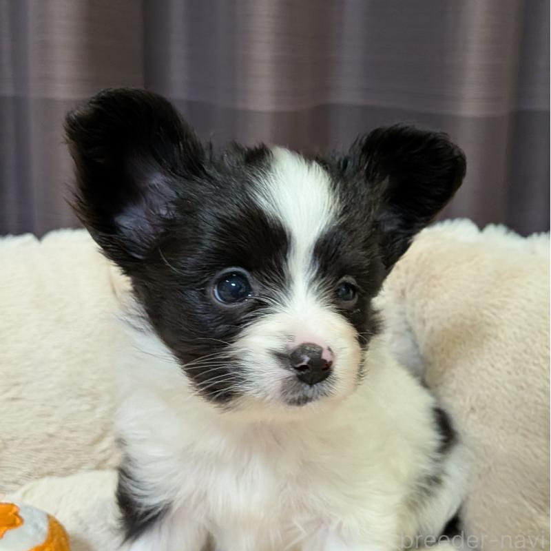 販売中の埼玉県のパピヨン-426006の3枚目