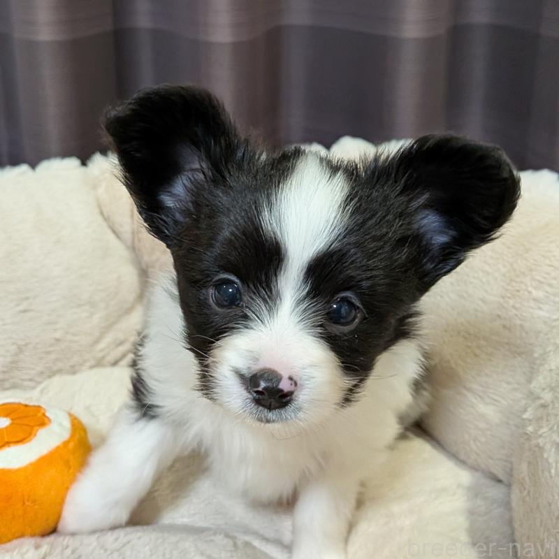 販売中の埼玉県のパピヨン-426006の2枚目