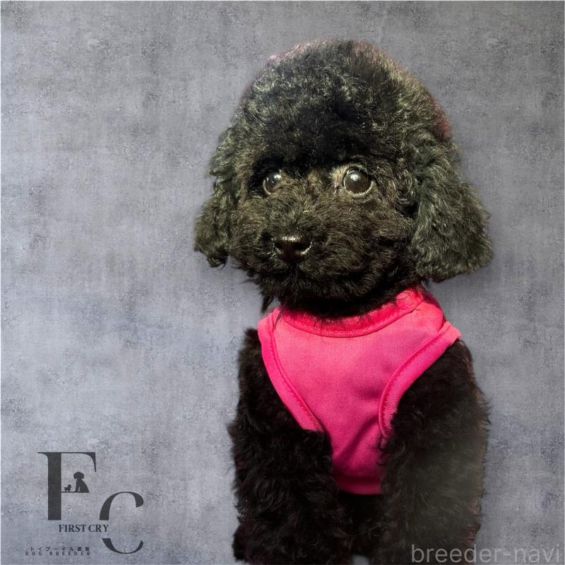 販売中の栃木県のタイニープードル-431828の3枚目