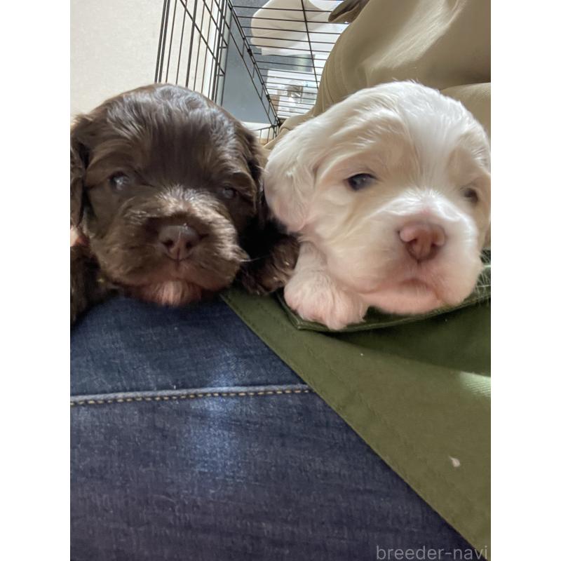 販売中の茨城県のミックス犬-433675の5枚目