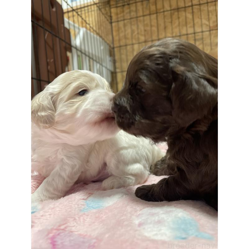 販売中の茨城県のミックス犬-433675の3枚目