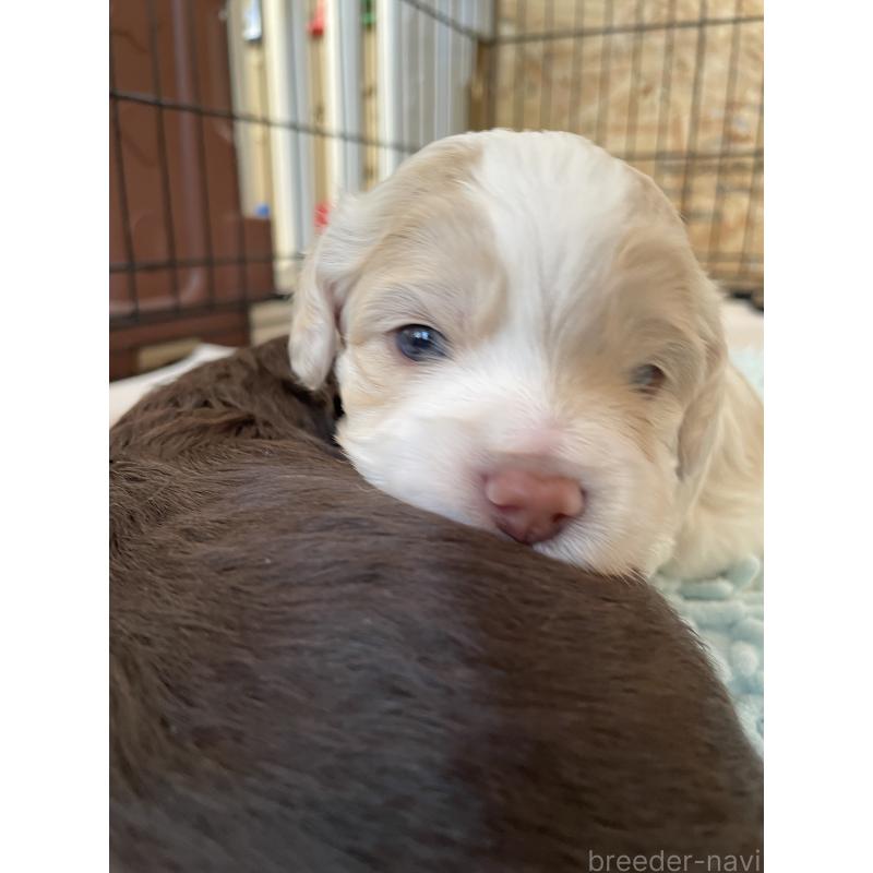 販売中の茨城県のミックス犬-433675の2枚目