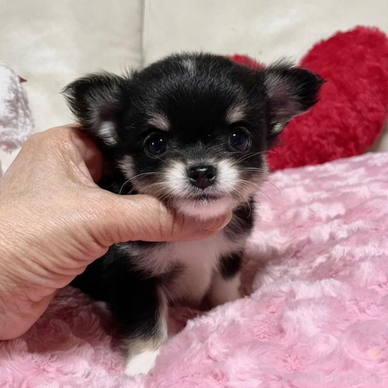 販売中の鹿児島県のチワワ(ロングコート)-433676の1枚目