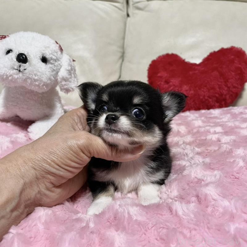 販売中の鹿児島県のチワワ(ロングコート)-433676の6枚目