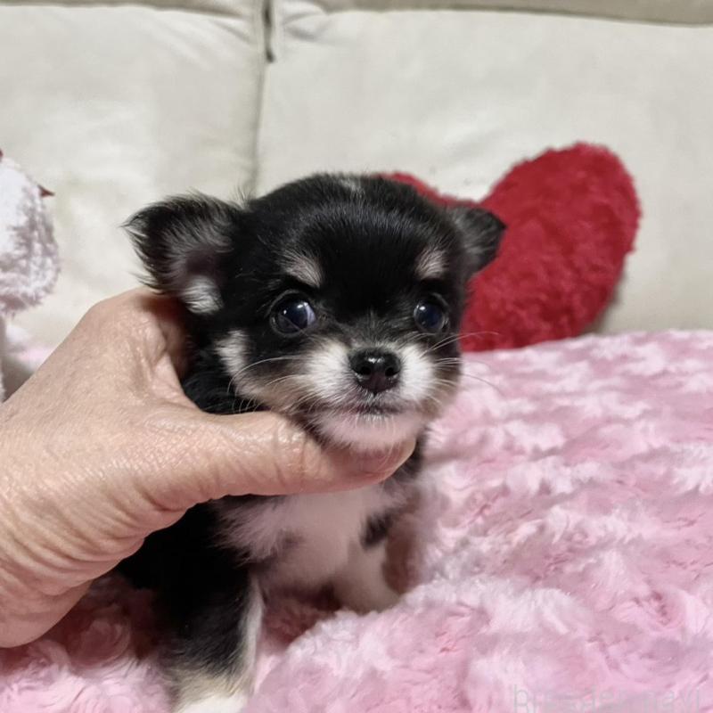 販売中の鹿児島県のチワワ(ロングコート)-433676の5枚目