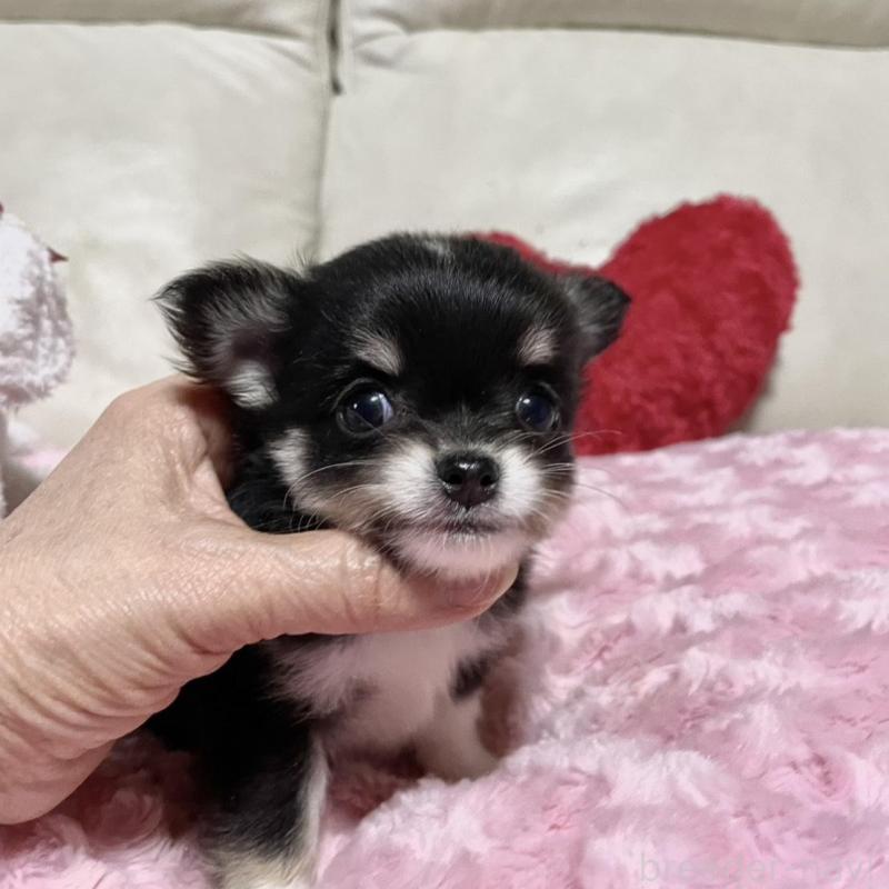 販売中の鹿児島県のチワワ(ロングコート)-433676の4枚目