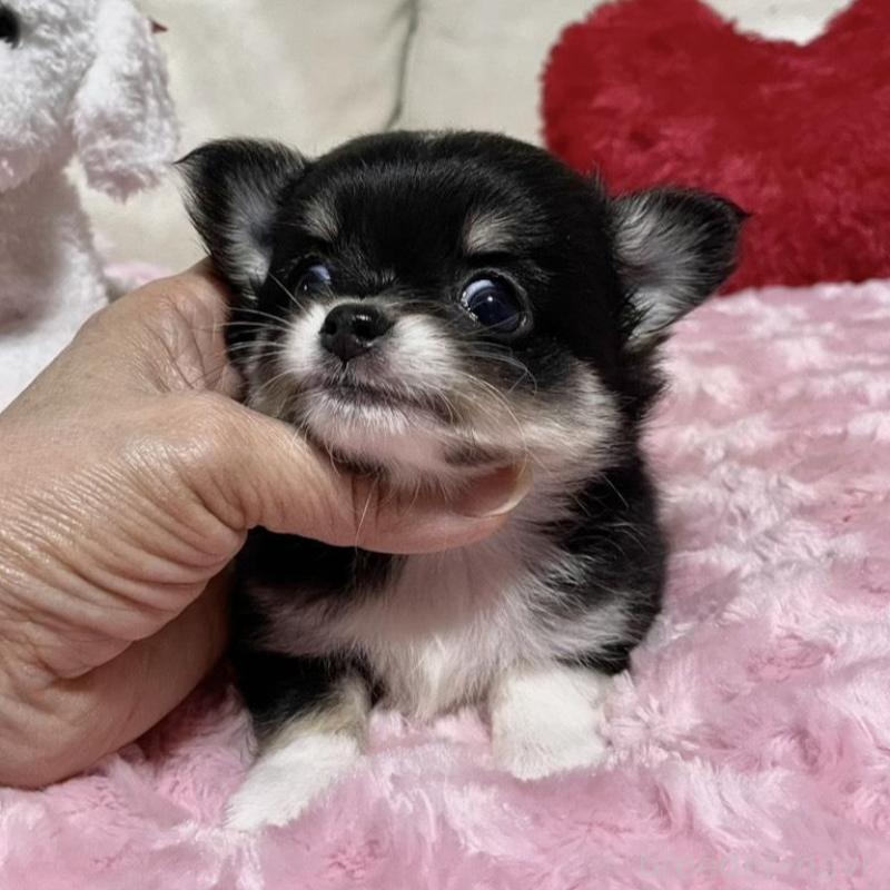 販売中の鹿児島県のチワワ(ロングコート)-433676の3枚目