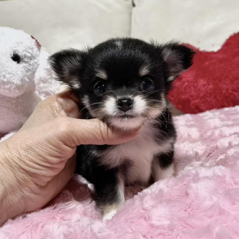 販売中の鹿児島県のチワワ(ロングコート)-433676の2枚目