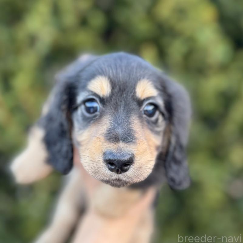 商談中の福岡県のミニチュアダックスフンド(ロングヘアード)-429933