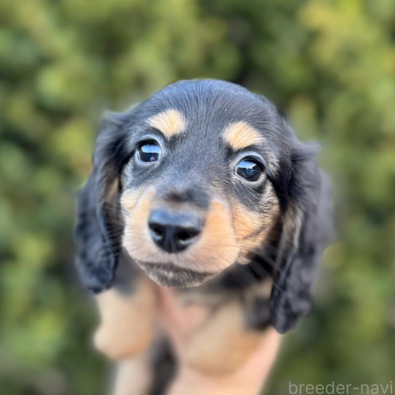 販売中の福岡県のミニチュアダックスフンド(ロングヘアード)-429932