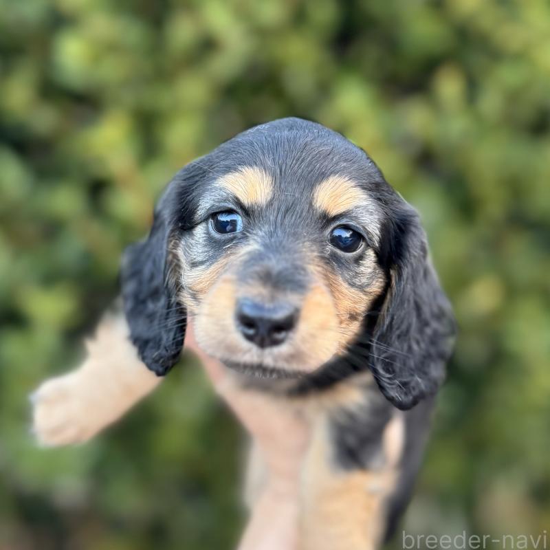 販売中の福岡県のミニチュアダックスフンド(ロングヘアード)-429934