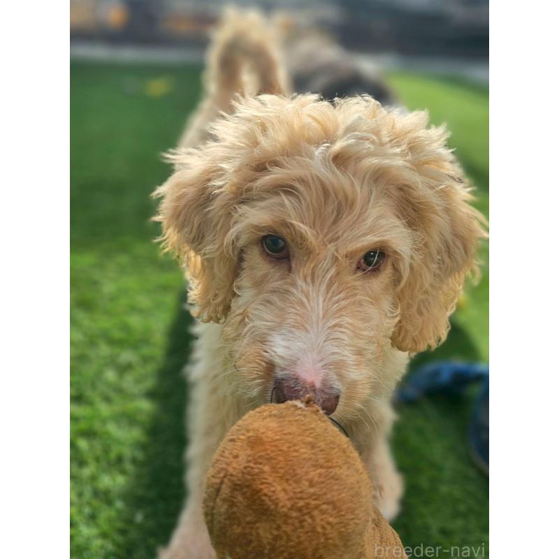 販売中の長野県のミックス犬-418629の4枚目