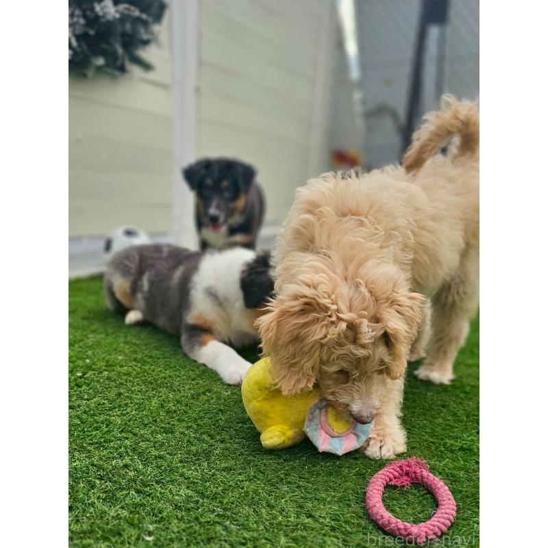 販売中の長野県のミックス犬-418629の3枚目