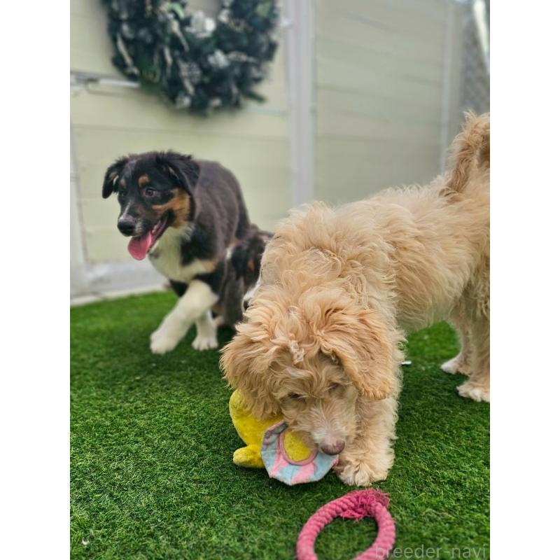 販売中の長野県のミックス犬-418629の2枚目