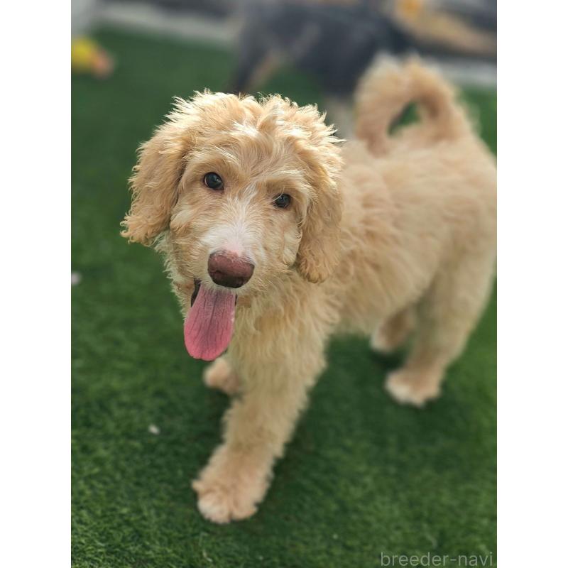 販売中の長野県のミックス犬-418629