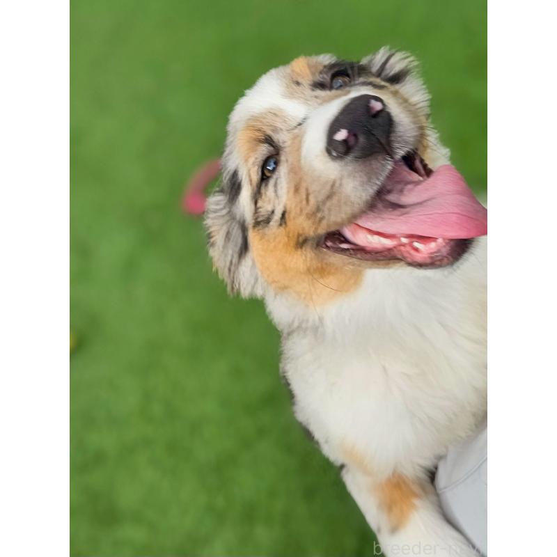 販売中の長野県のオーストラリアンシェパード-413861