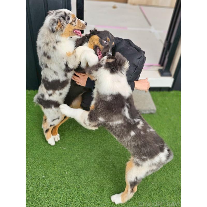 販売中の長野県のオーストラリアンシェパード-413861の11枚目