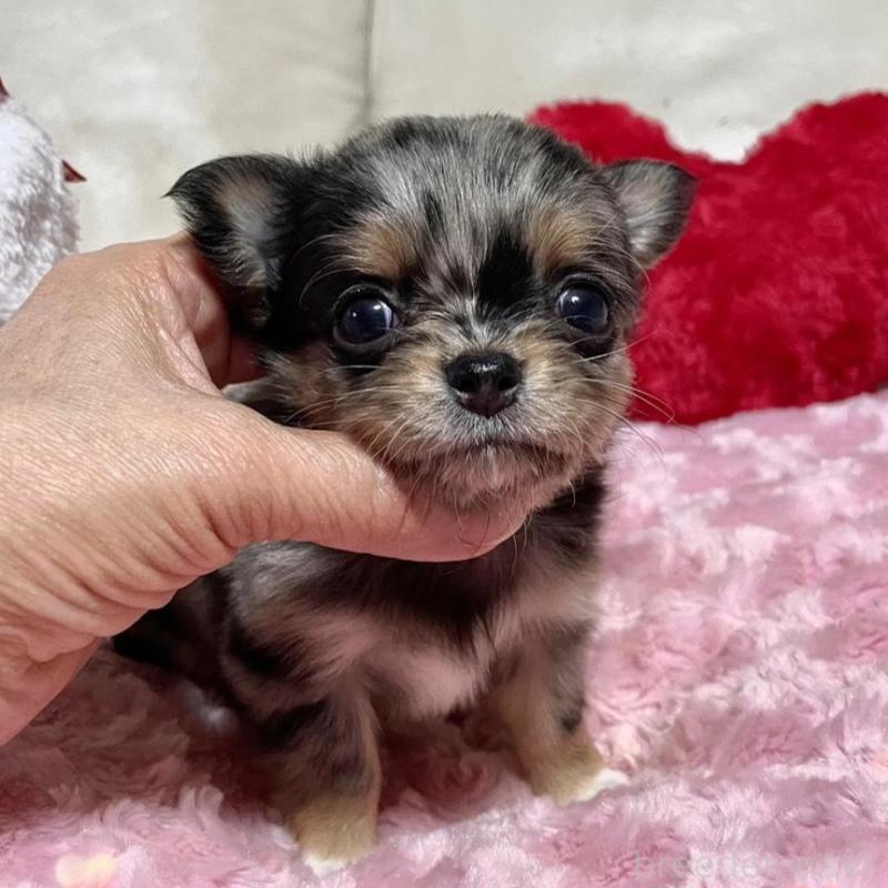 販売中の鹿児島県のチワワ(ロングコート)-433677