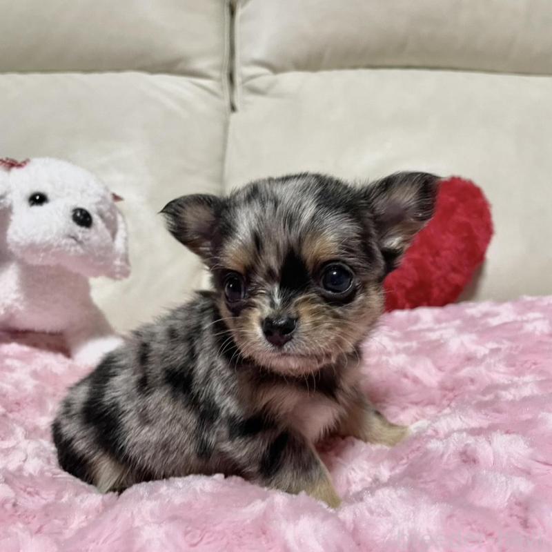 販売中の鹿児島県のチワワ(ロングコート)-433677の6枚目