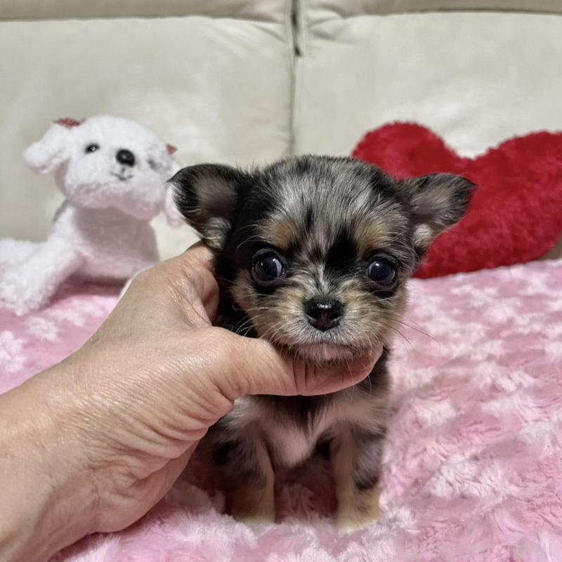 販売中の鹿児島県のチワワ(ロングコート)-433677の5枚目