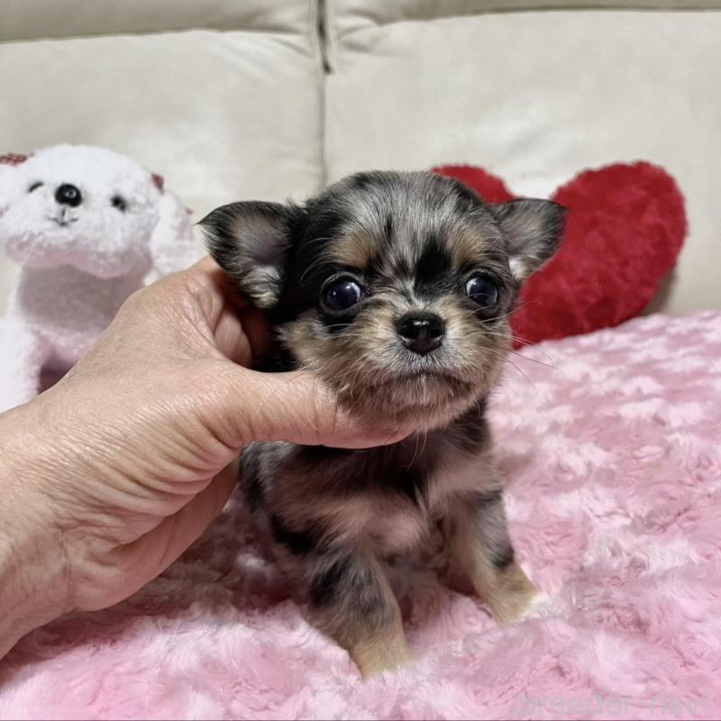 販売中の鹿児島県のチワワ(ロングコート)-433677の4枚目