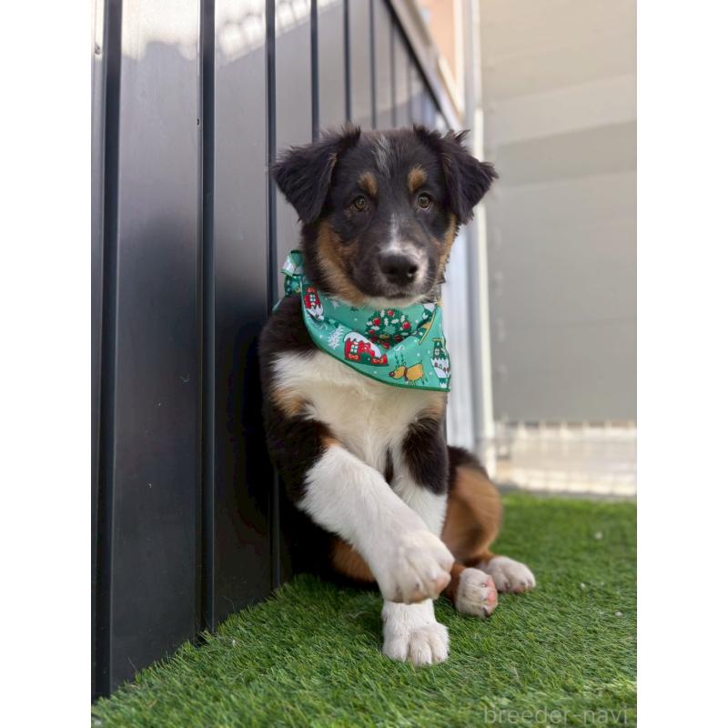 成約済の長野県のオーストラリアンシェパード-413862の6枚目