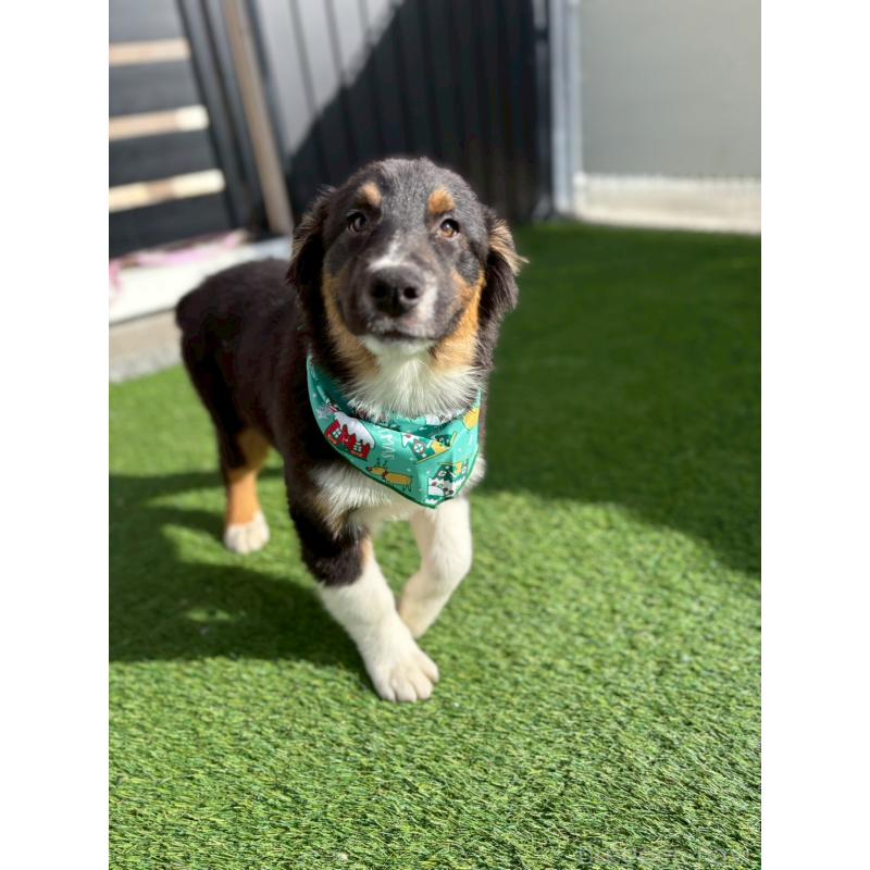 成約済の長野県のオーストラリアンシェパード-413862の5枚目