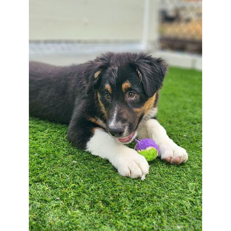 販売中の長野県のオーストラリアンシェパード-413862