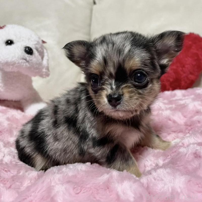 販売中の鹿児島県のチワワ(ロングコート)-433677の3枚目