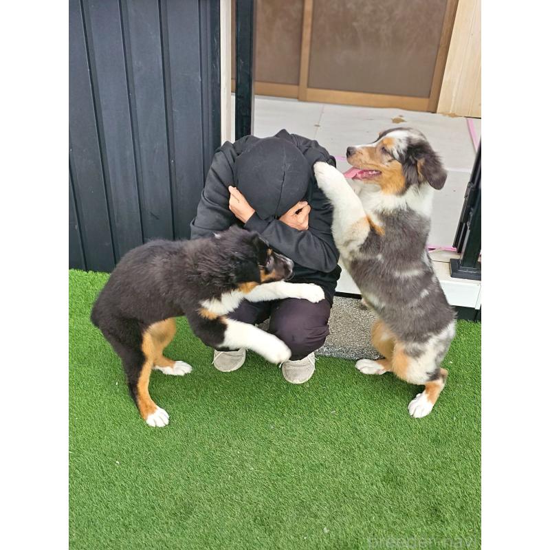 成約済の長野県のオーストラリアンシェパード-413862の2枚目